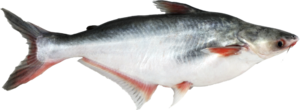 Описание рыбы пангасиус